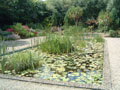 celtic park - lily pond.jpg